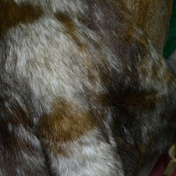 Pelo Moda